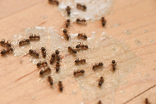 Best Wildlife Control Services  in Calumet, PA
